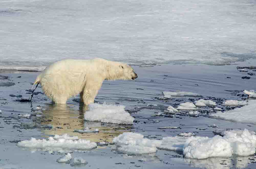 Oso Polar - islas Svalbard - Noruega 28.jpg